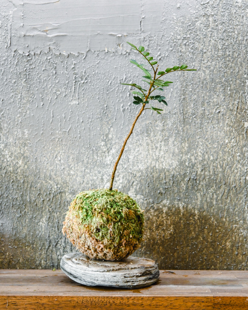 Kowhai Kokedama