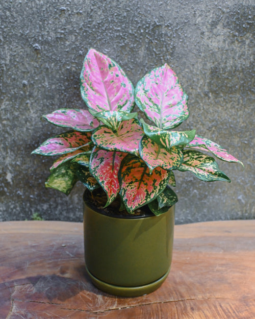 Aglaonema Favonia