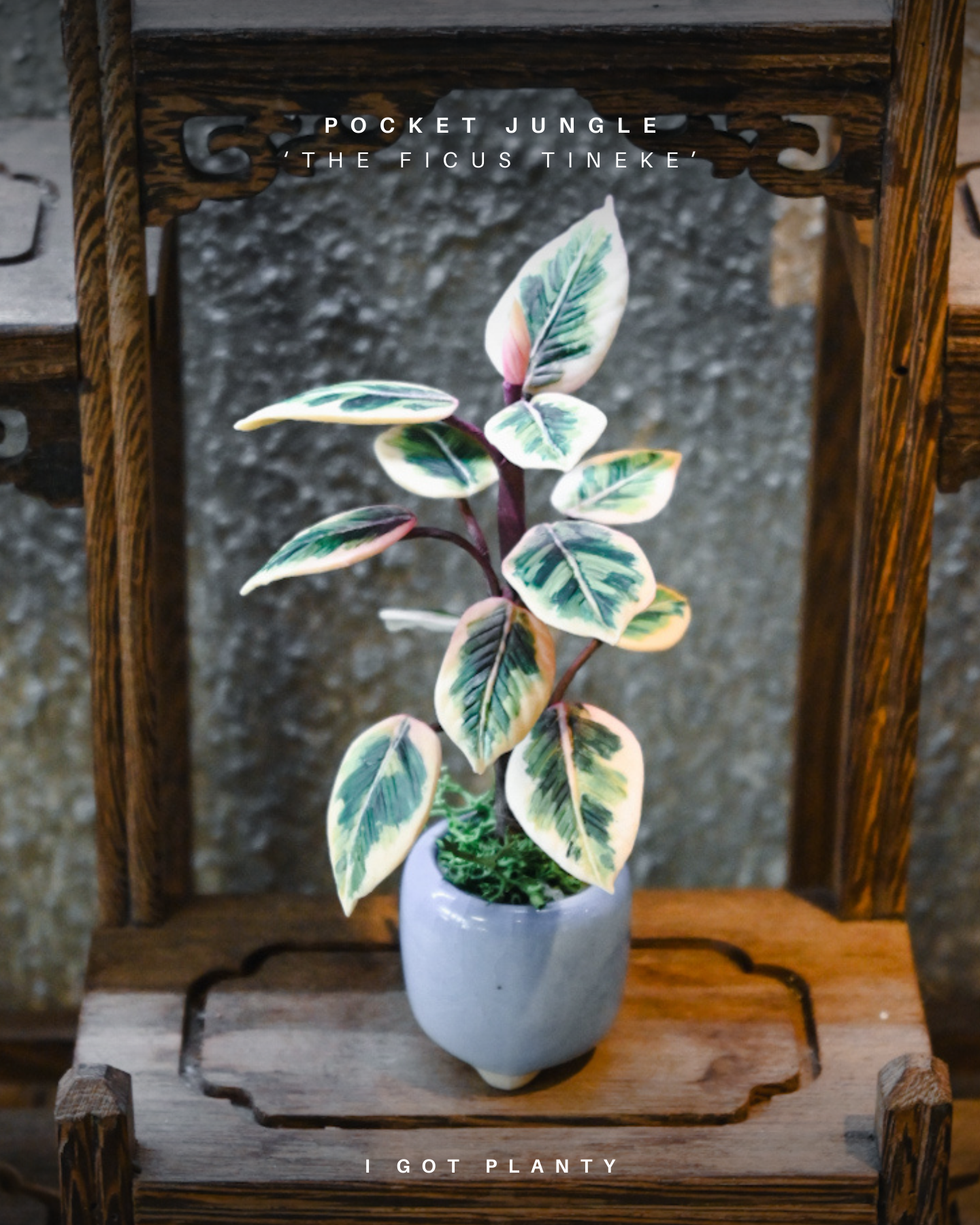 Pocket Jungle - Ficus Tineke