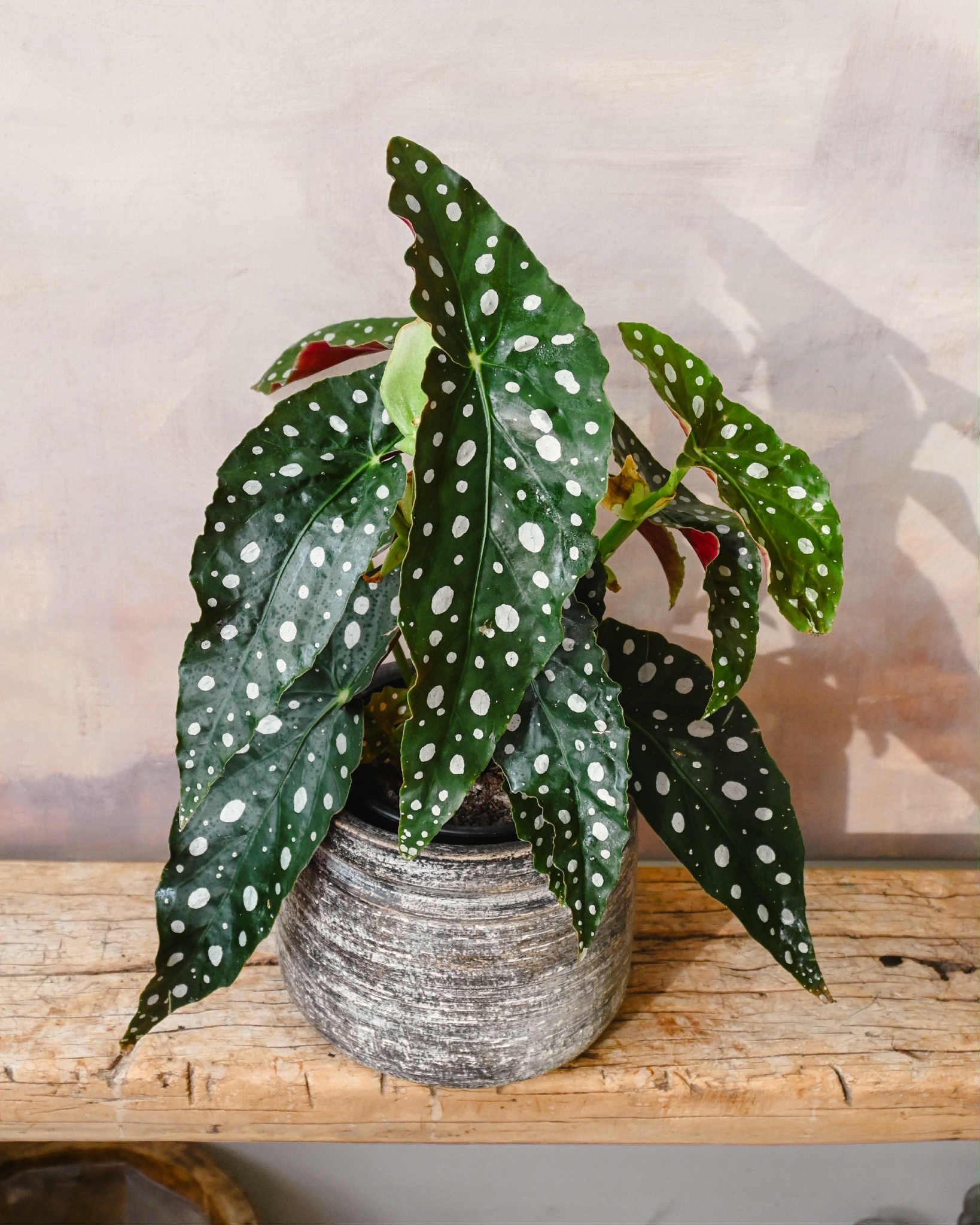 Begonia Polka Dot