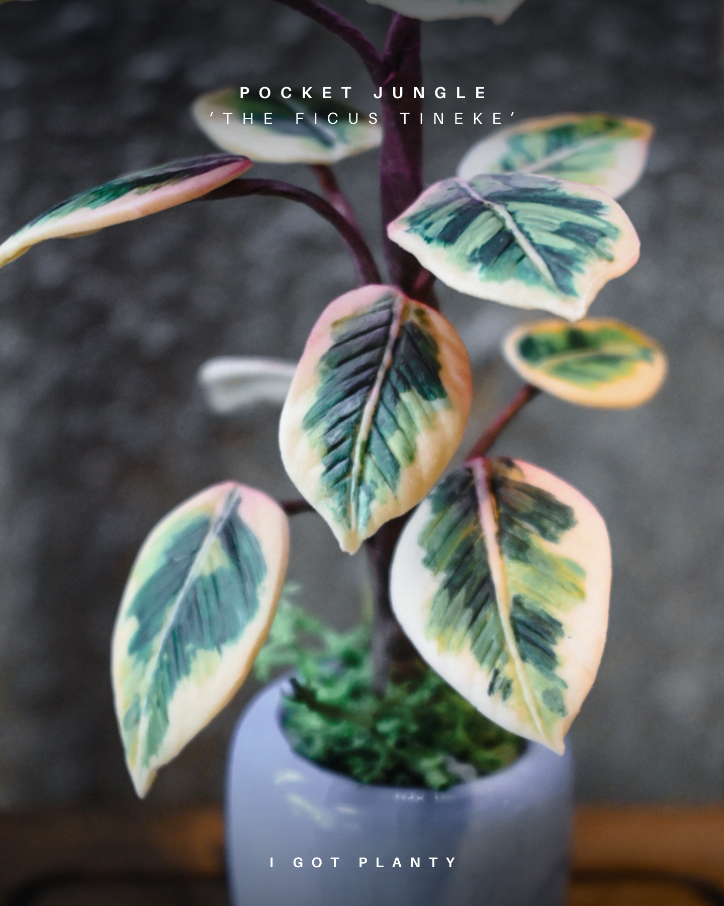Pocket Jungle - Ficus Tineke