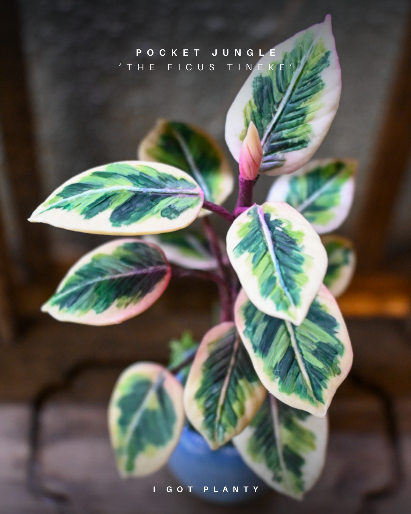 Pocket Jungle - Ficus Tineke
