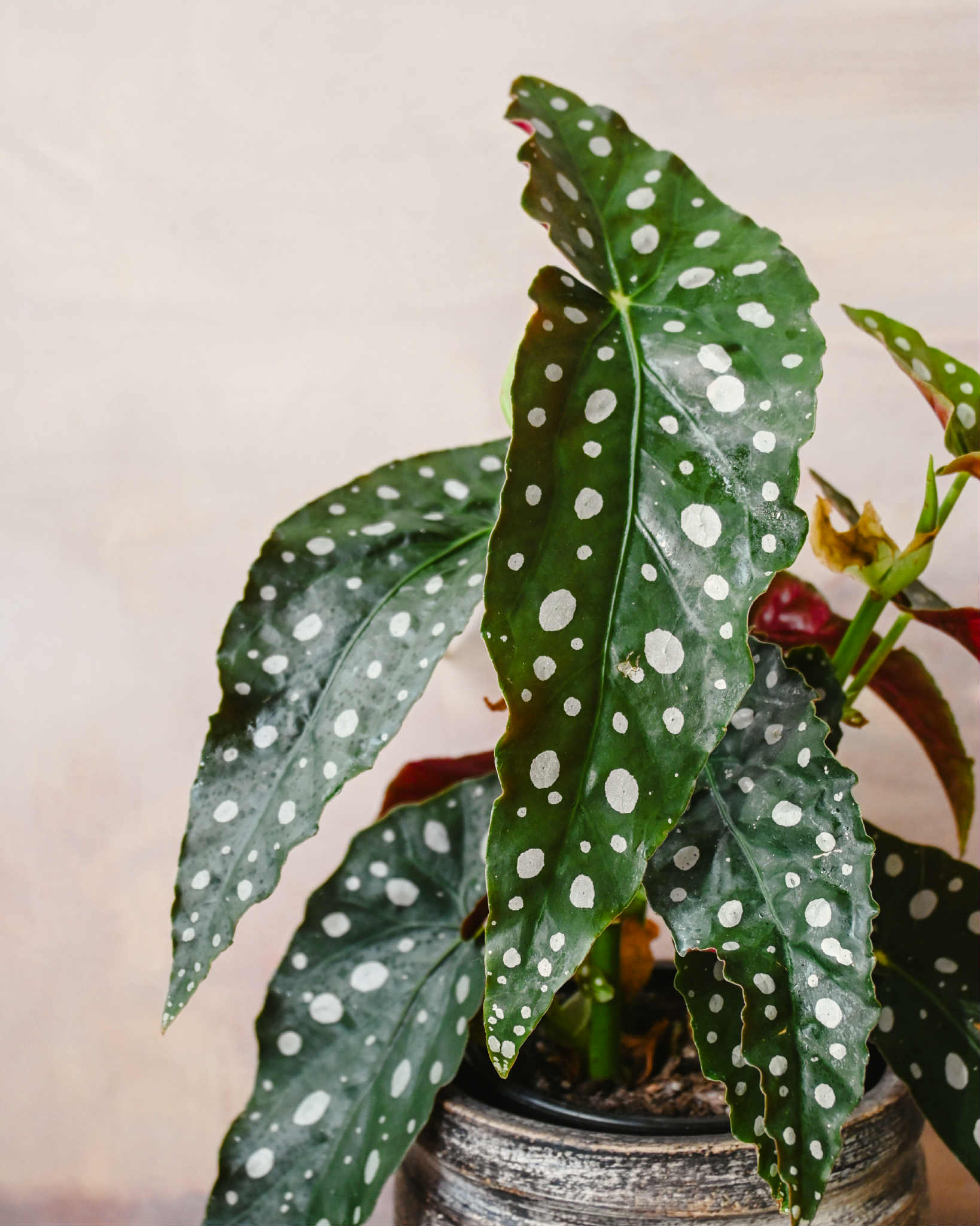 Begonia Polka Dot