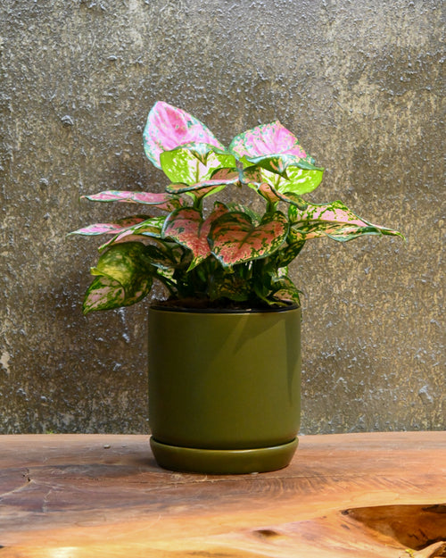 Aglaonema Favonia