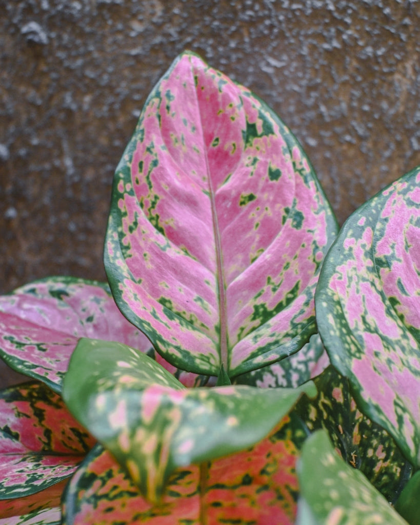 Aglaonema Favonia