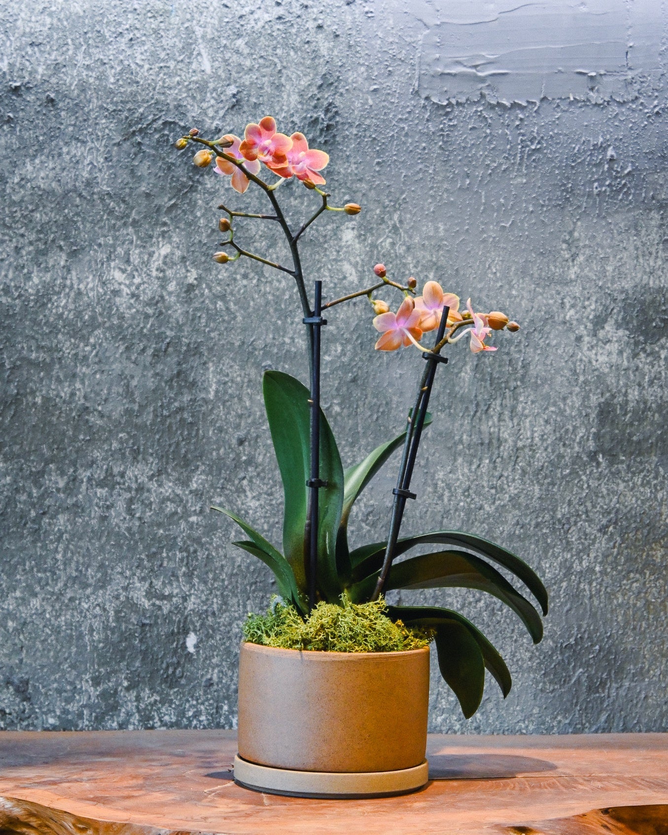 Scented Mini Orchid