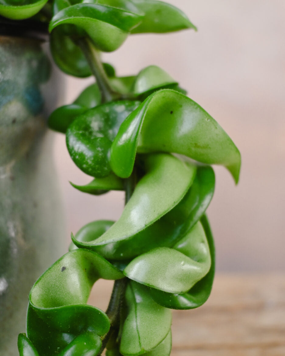 Hoya Hindu Rope