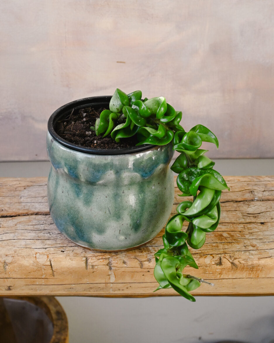Hoya Hindu Rope