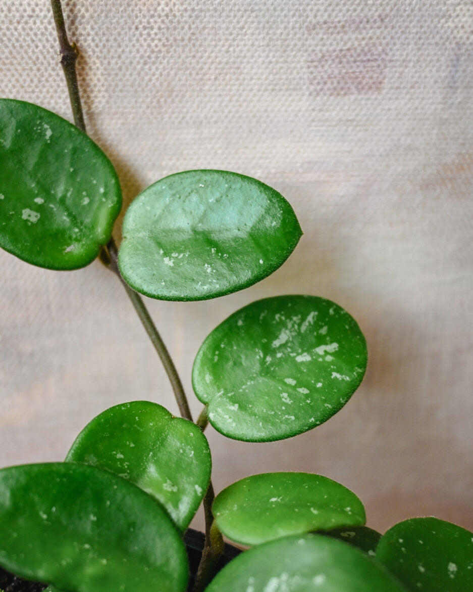 Hoya Mathilde