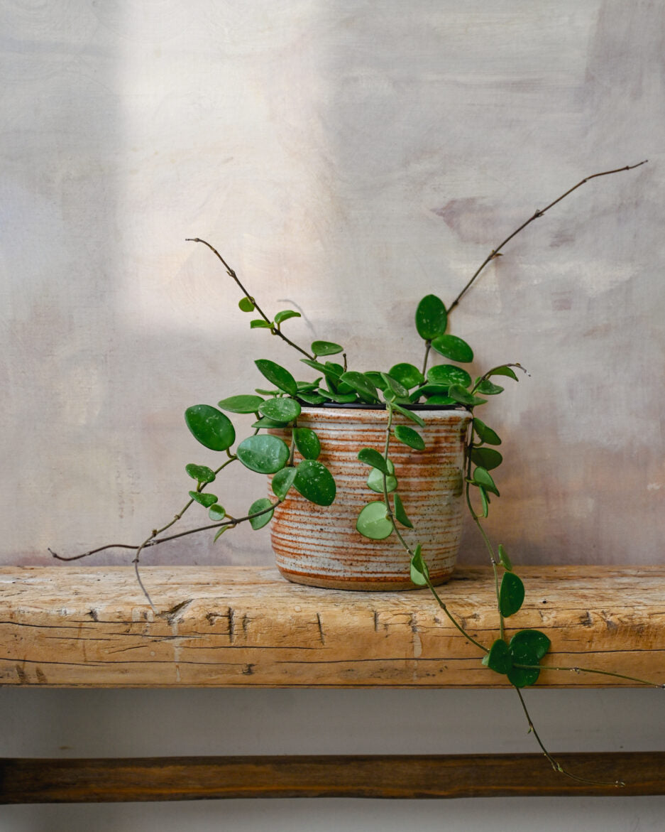 Hoya Mathilde