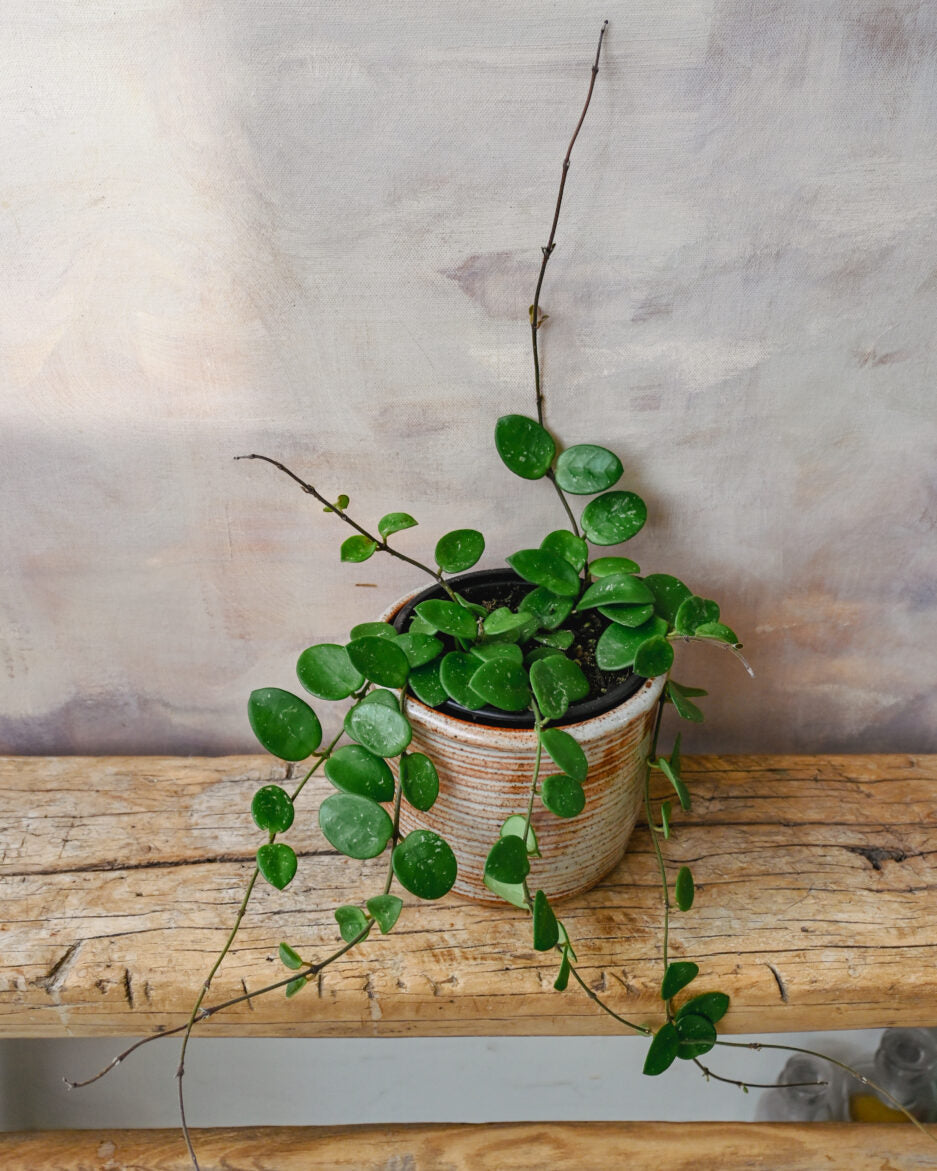 Hoya Mathilde