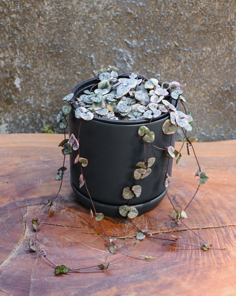 Variegated Chain of Hearts