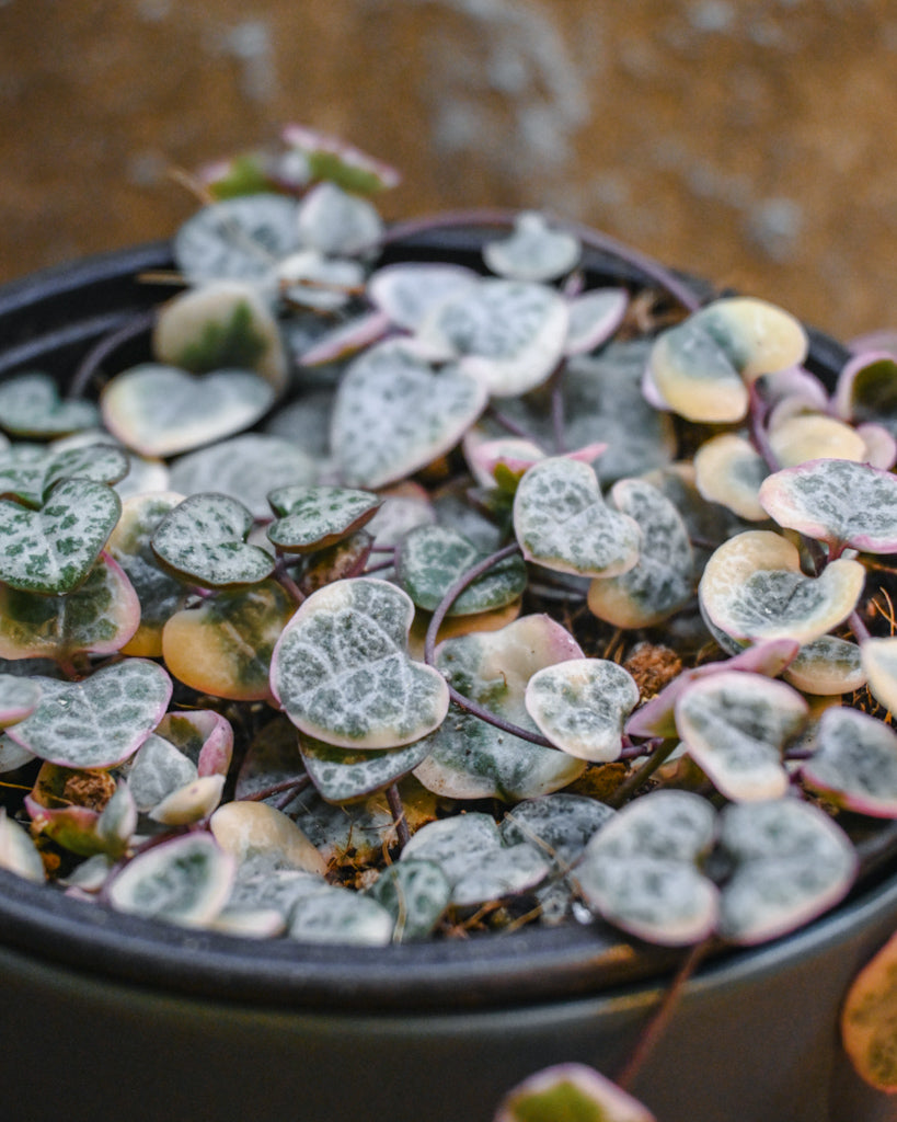 Variegated Chain of Hearts