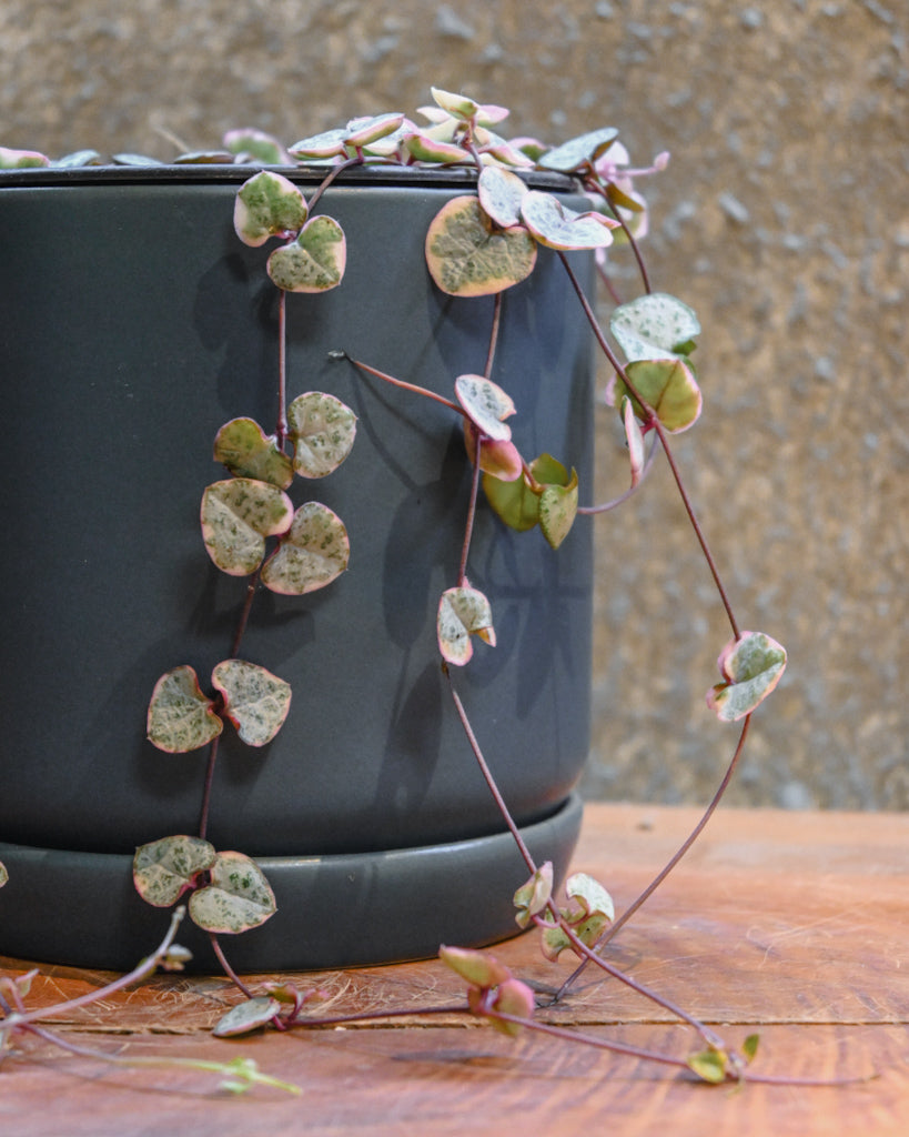 Variegated Chain of Hearts
