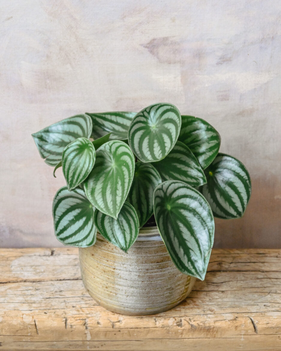 Peperomia Watermelon