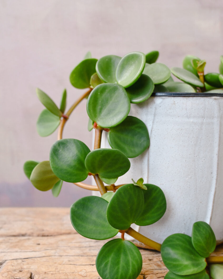 Peperomia Hope