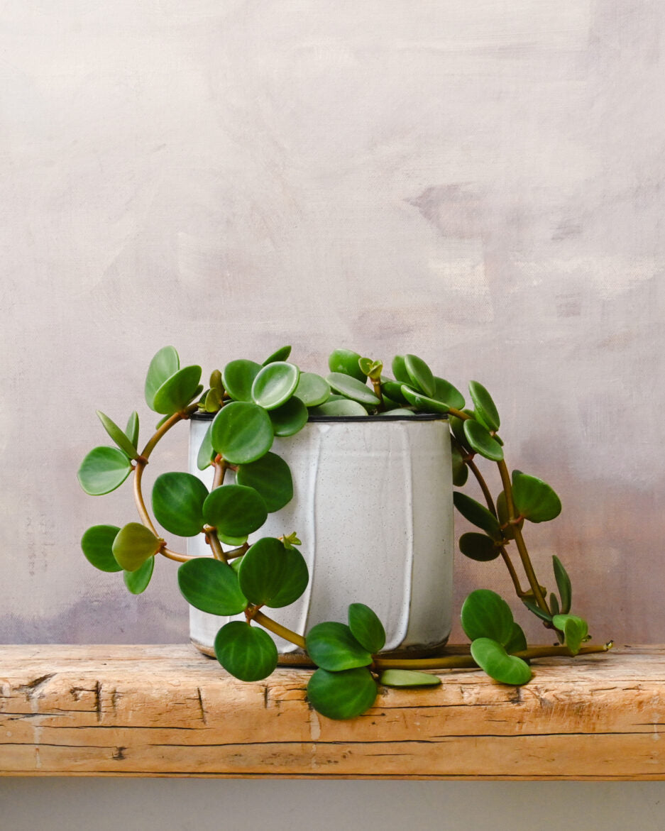 Peperomia Hope