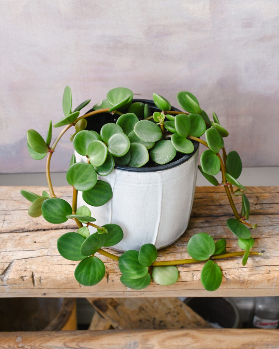 Peperomia Hope