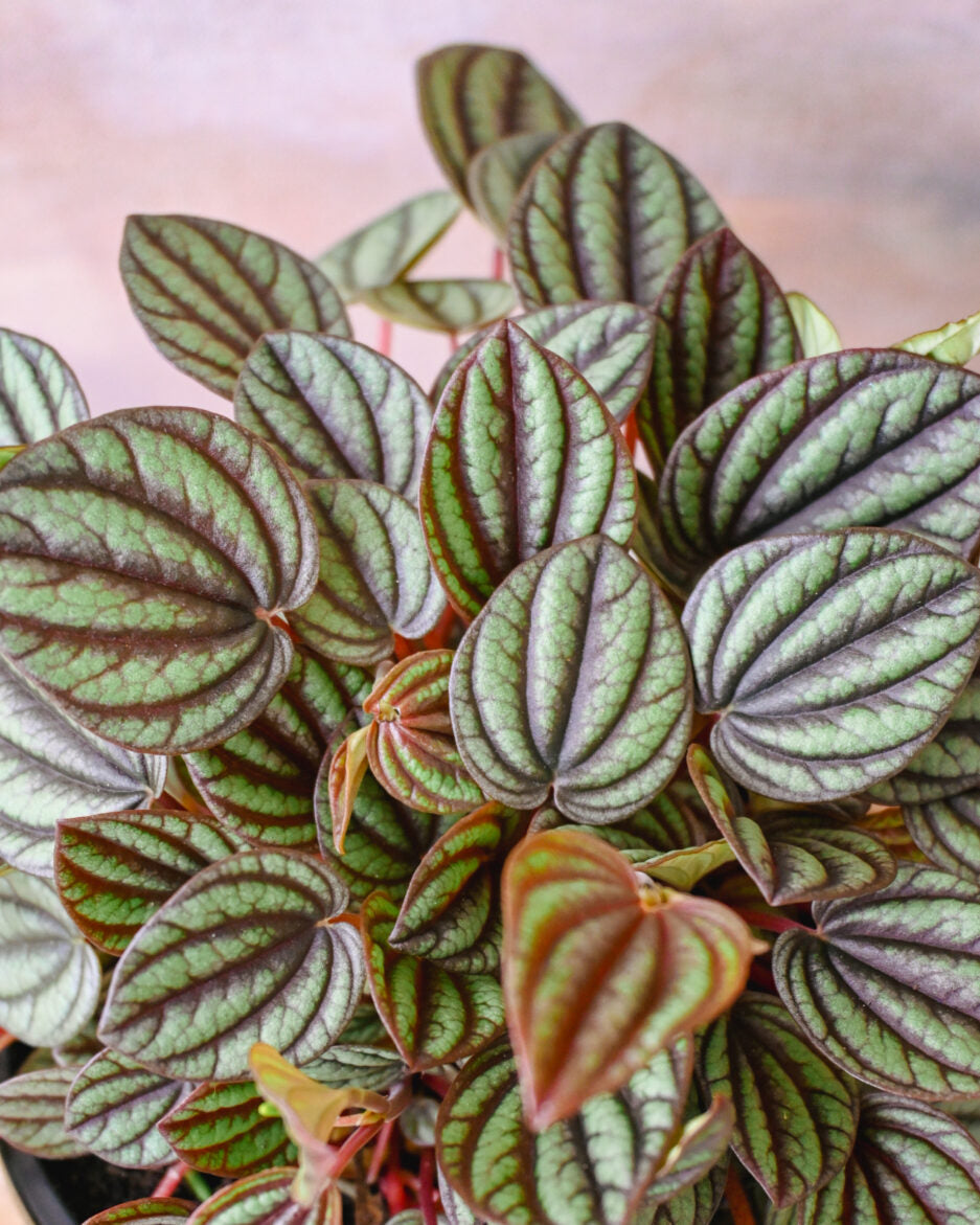 Peperomia Piccolo Banda