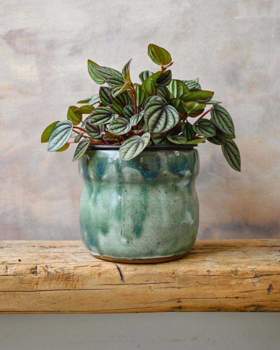 Peperomia Piccolo Banda