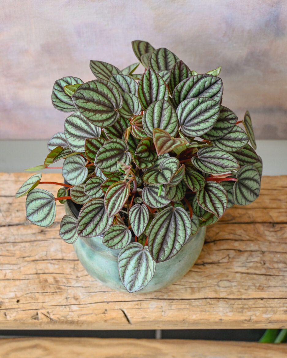 Peperomia Piccolo Banda