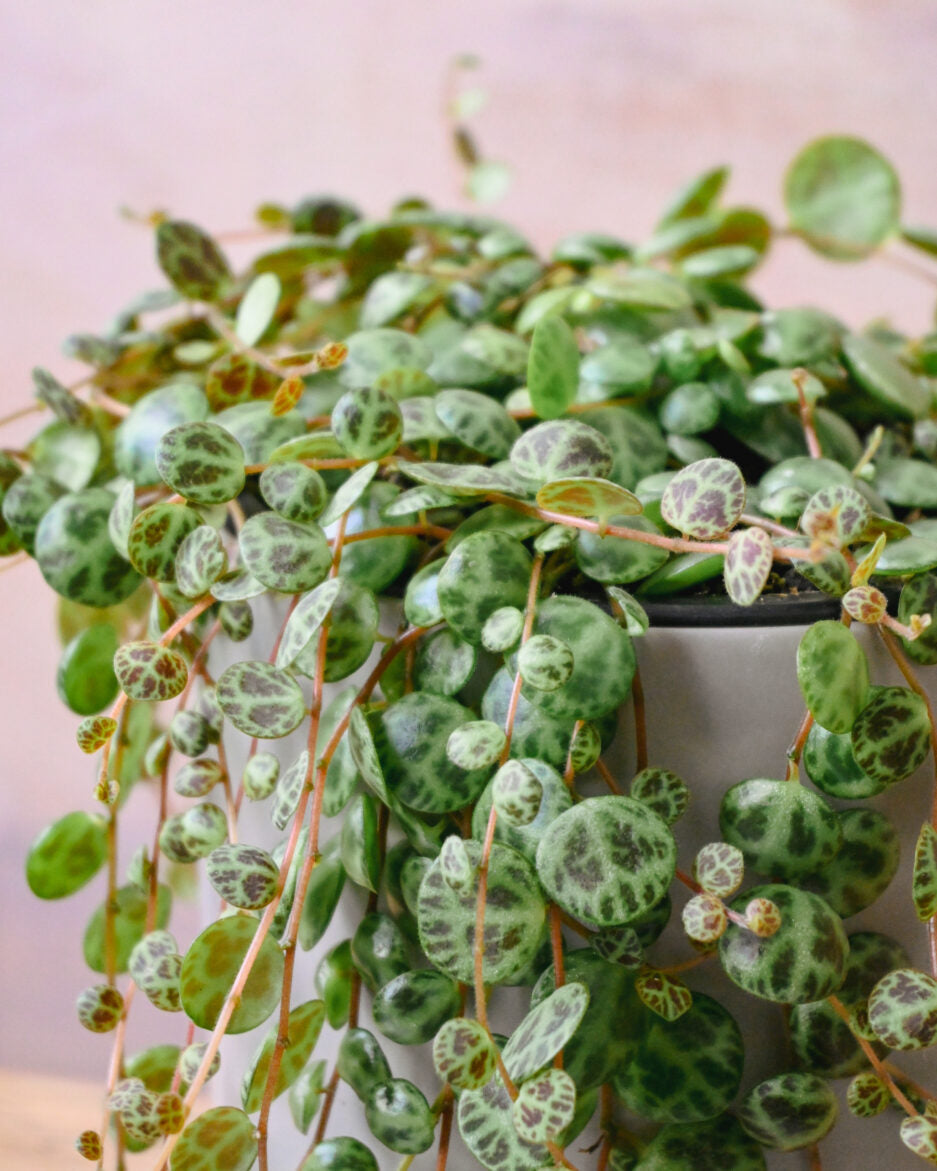 Peperomia String of Turtles