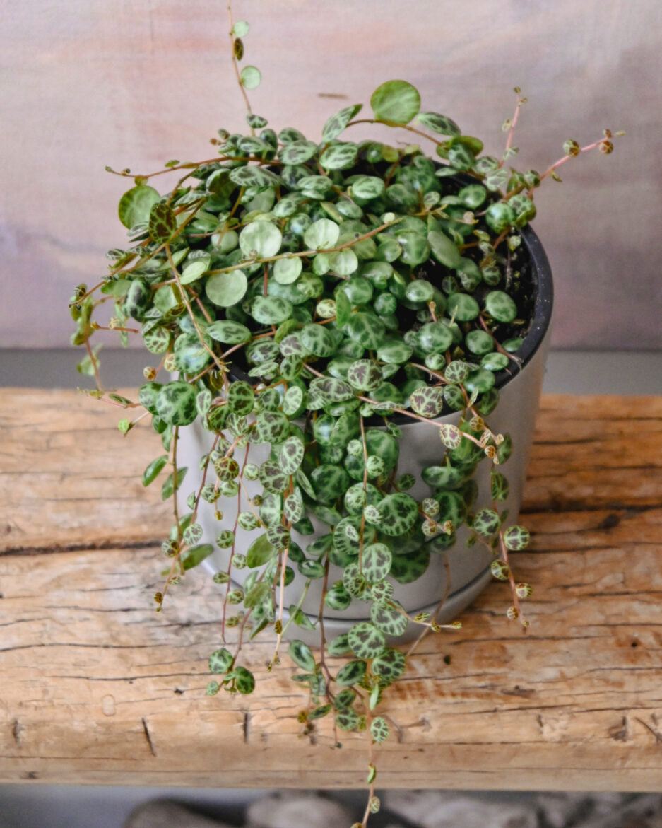 Peperomia String of Turtles