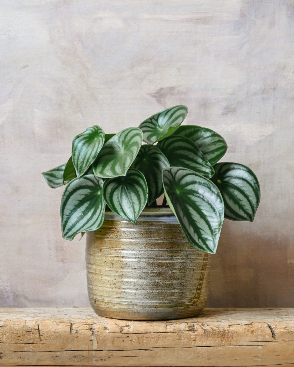 Peperomia Watermelon