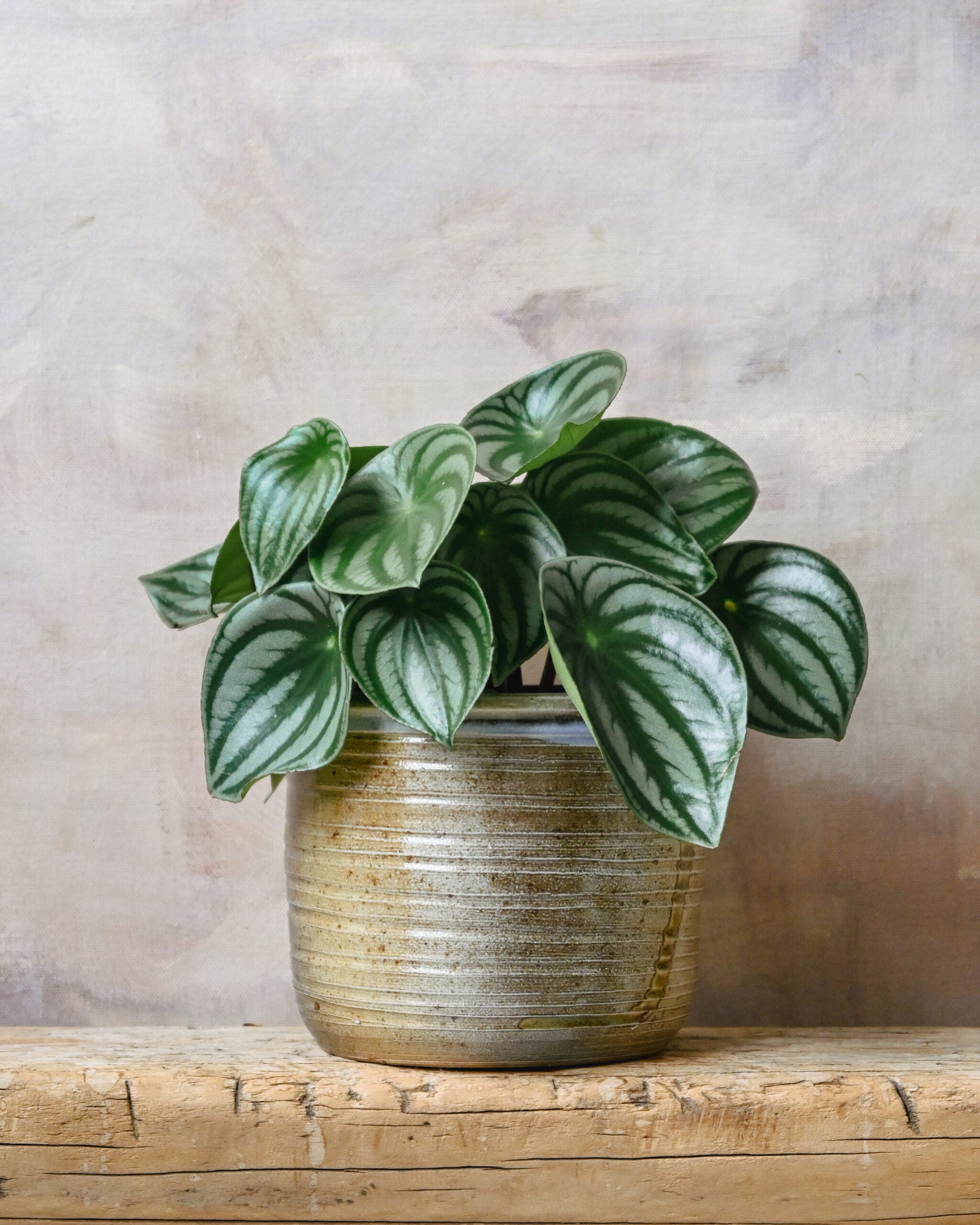 Peperomia Watermelon
