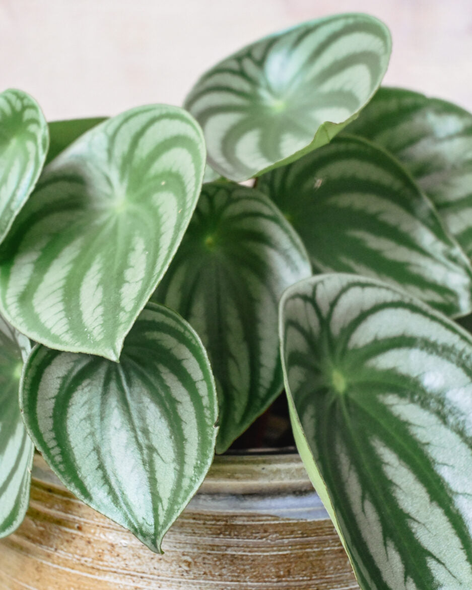 Peperomia Watermelon