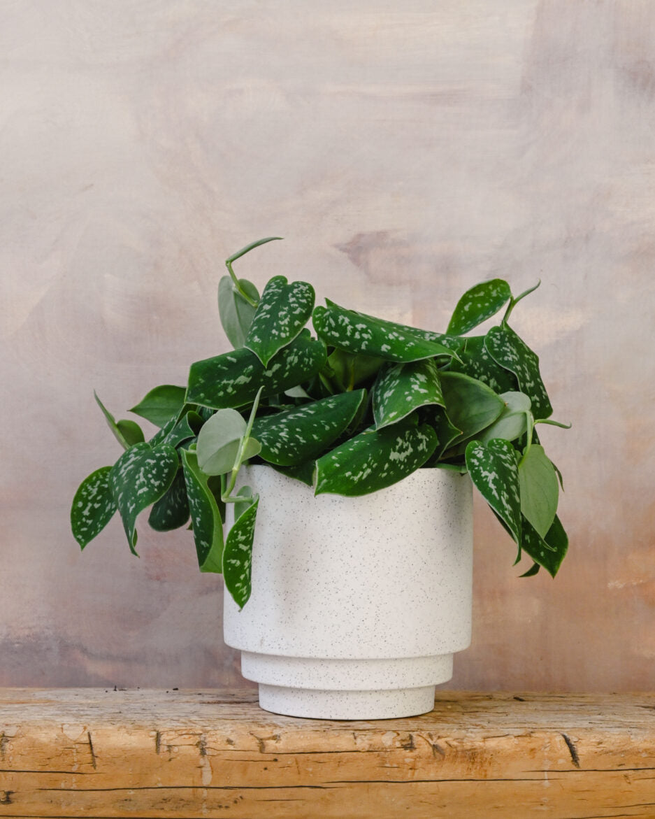 Satin Pothos