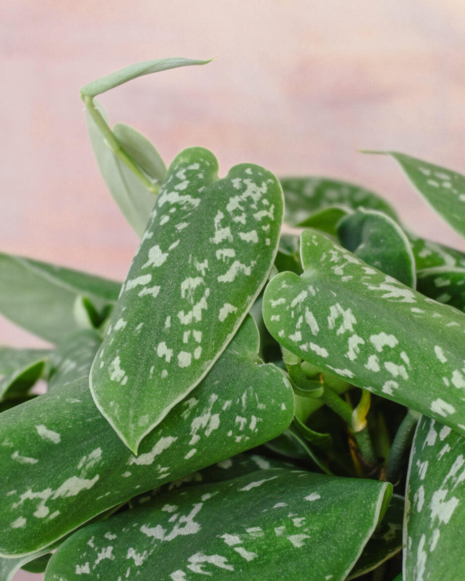 Satin Pothos