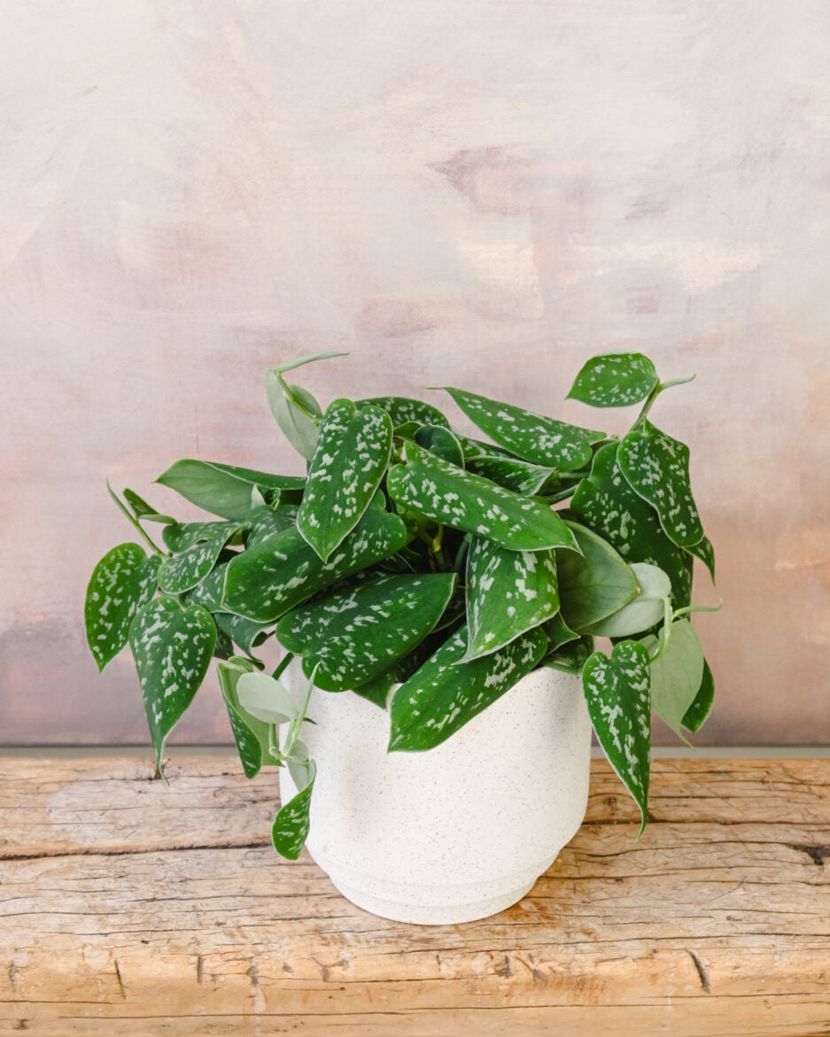 Satin Pothos