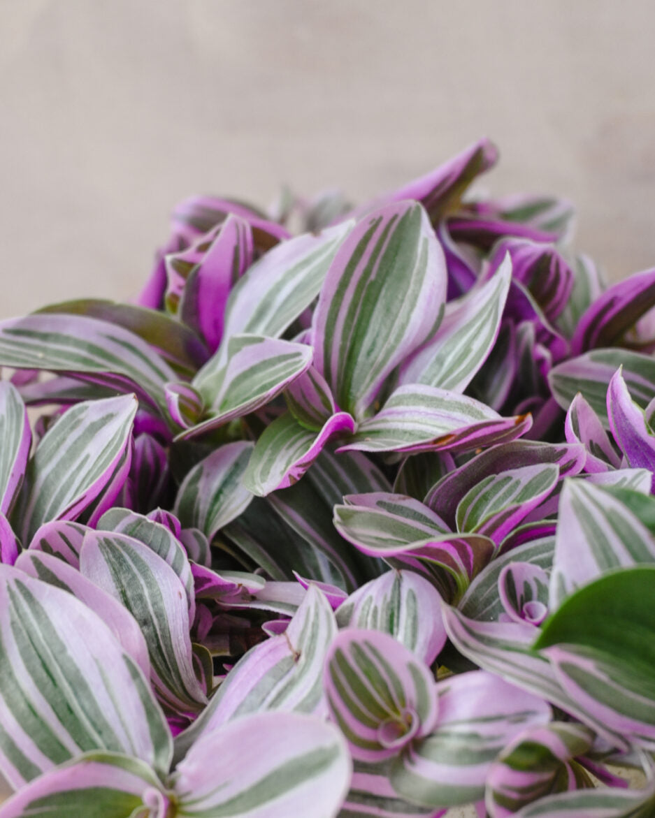 Tradescantia Sweetness