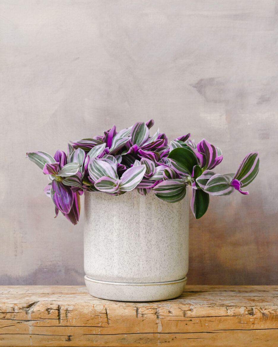 Tradescantia Sweetness