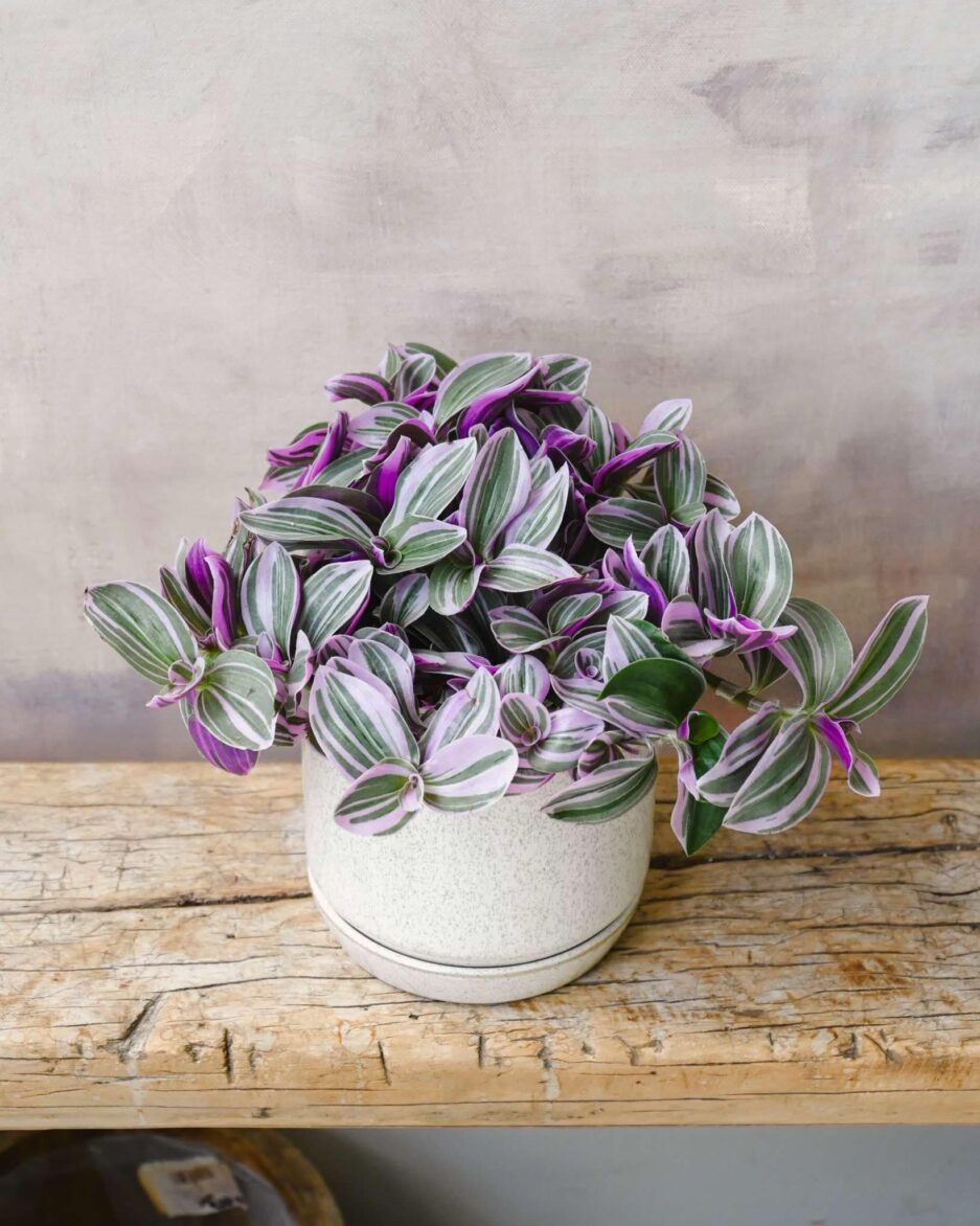 Tradescantia Sweetness