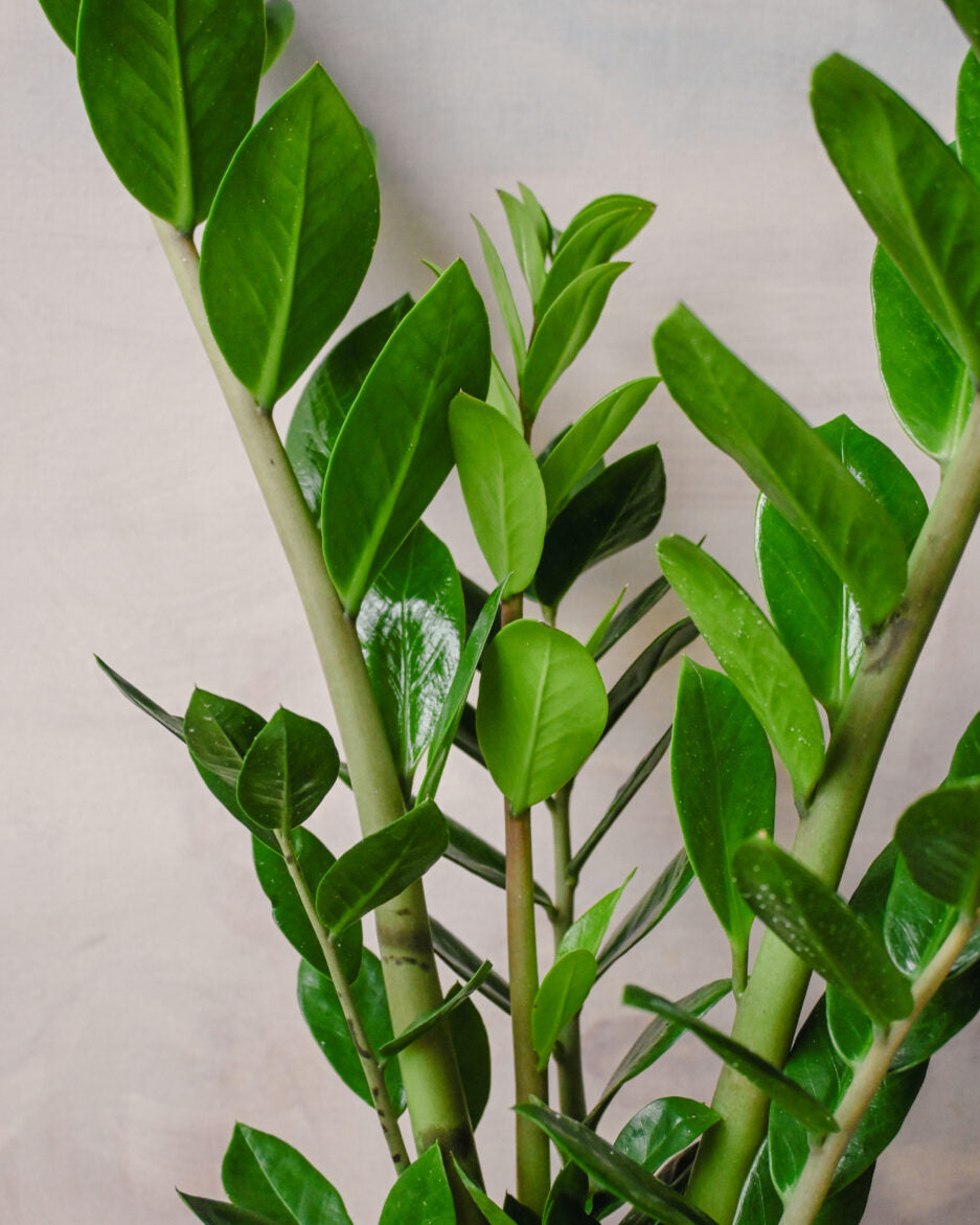 Zamioculcas Zanzibar Gem