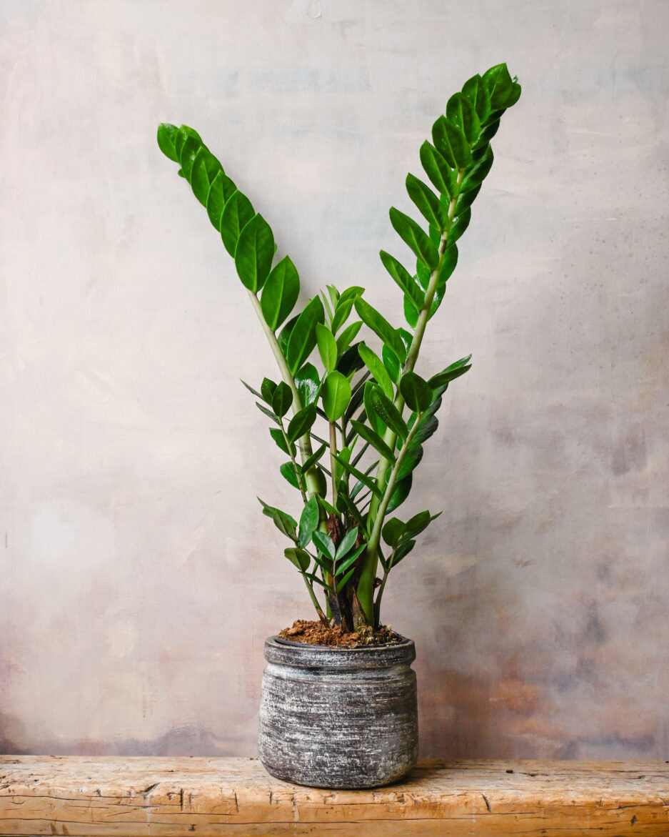 Zamioculcas Zanzibar Gem