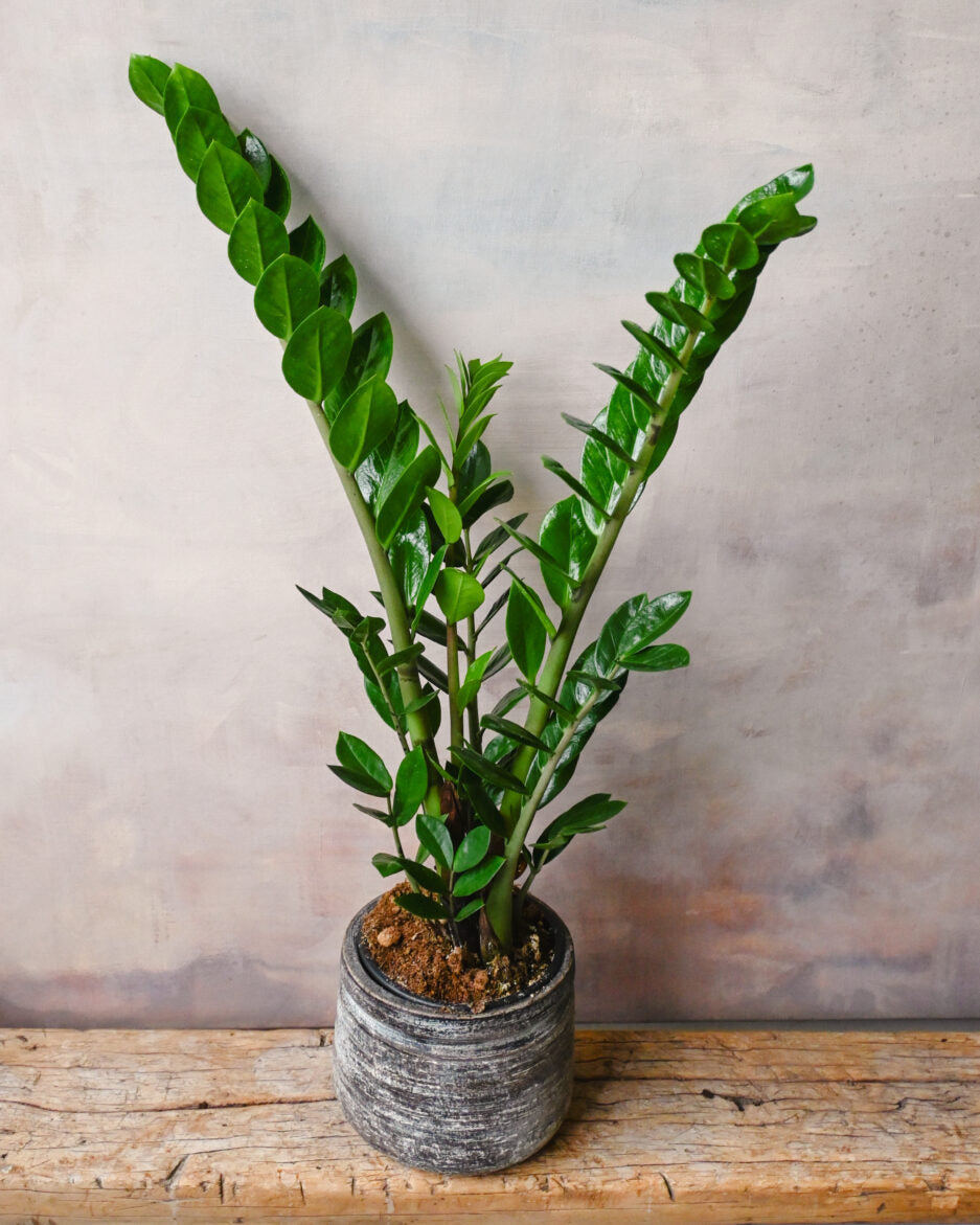 Zamioculcas Zanzibar Gem