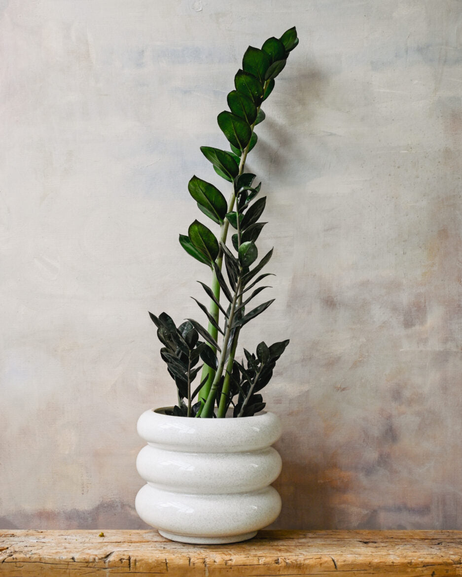 Zamioculcas ‘Black Knight'