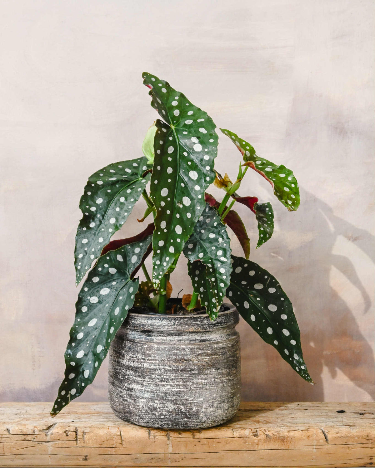 Begonia Polka Dot