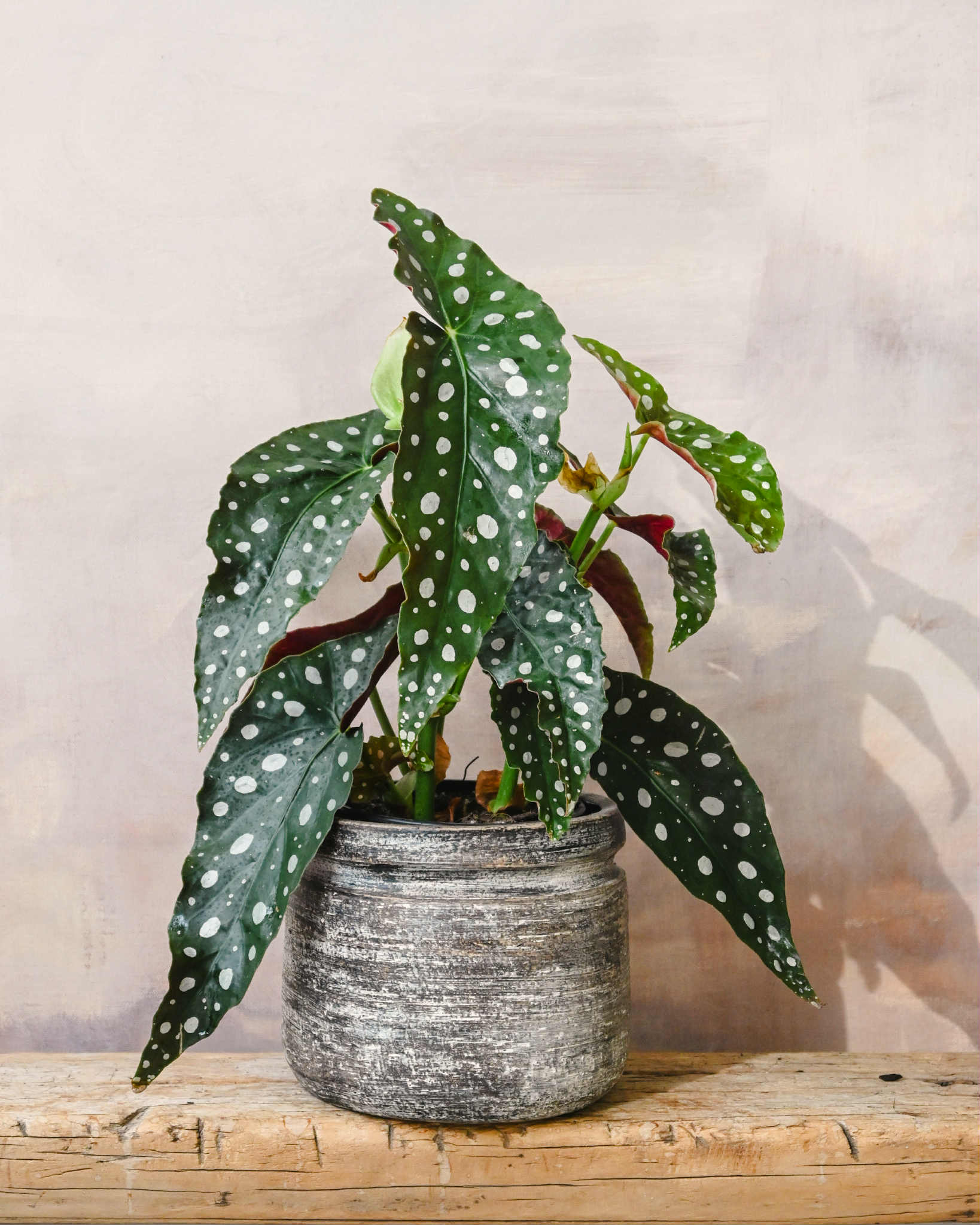 Begonia Polka Dot