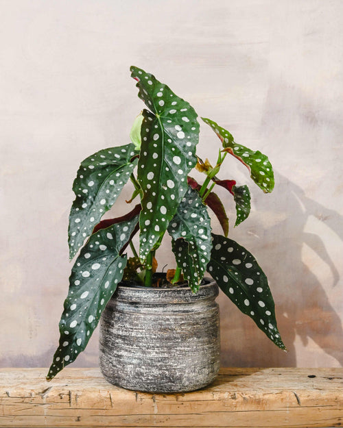 Begonia Polka Dot