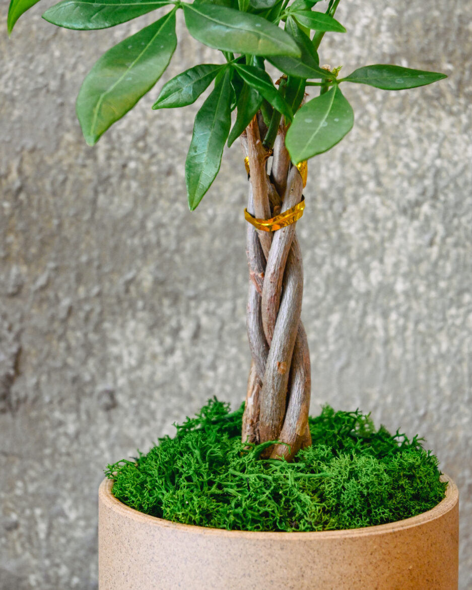 Money Tree