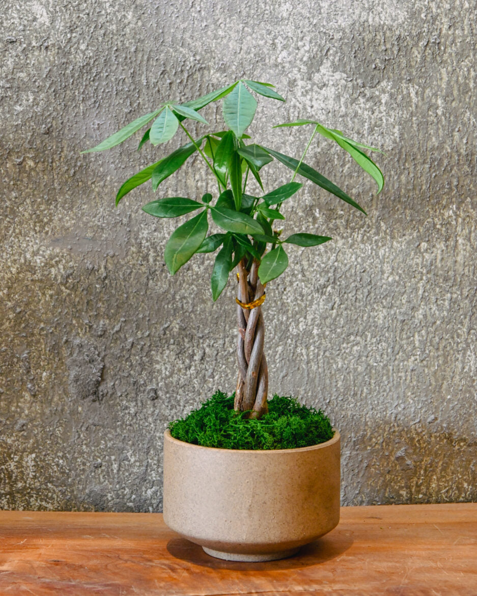 Money Tree