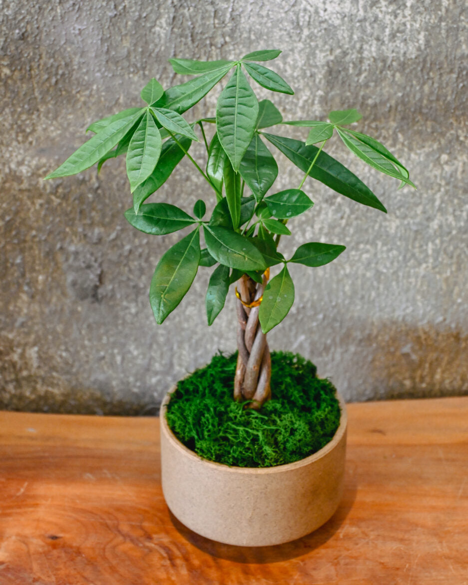 Money Tree