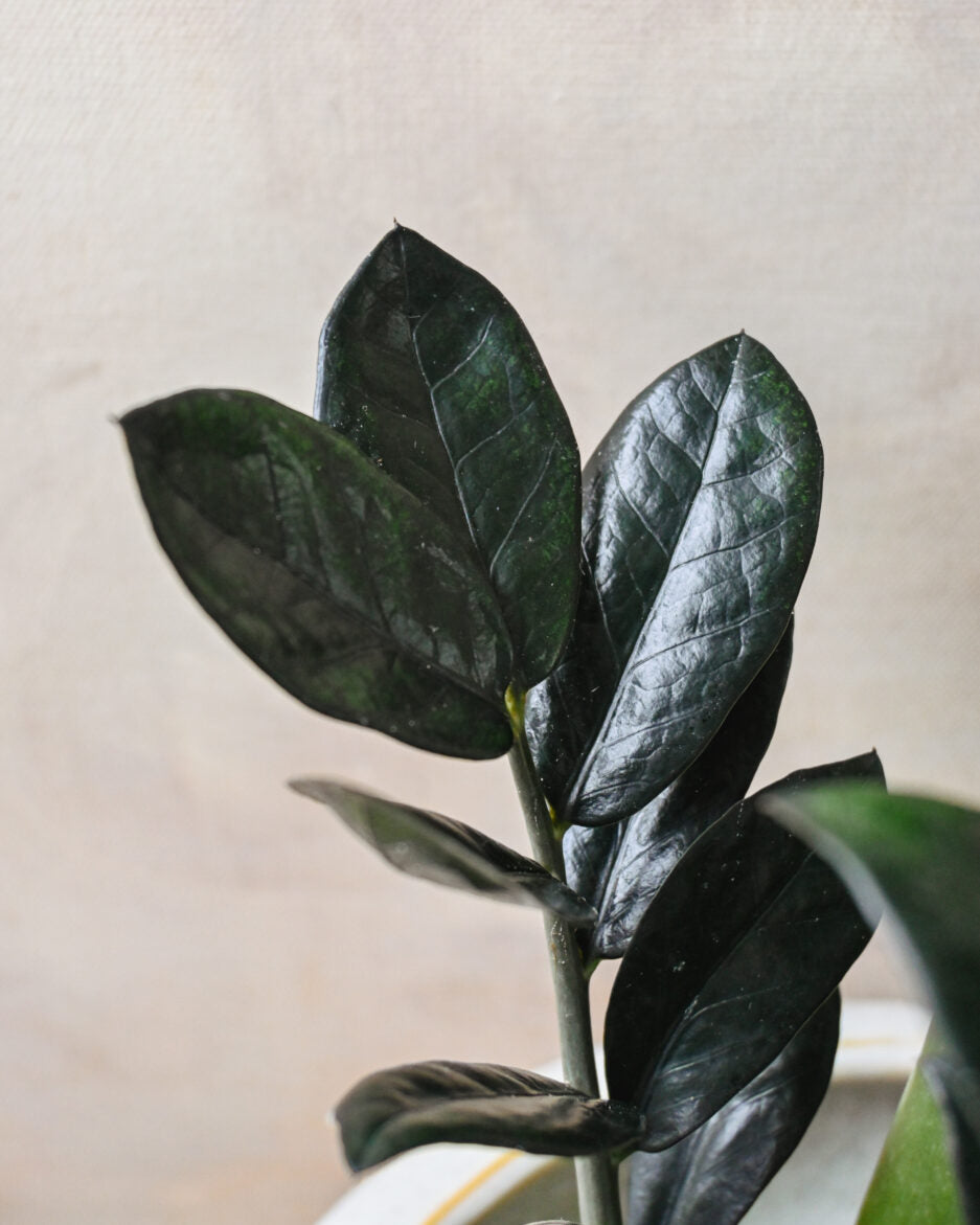 Zamioculcas ‘Black Knight'